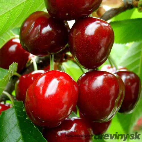 Čerešňa Burlat 140/180 cm už rodiaca v 5 l črepníku Prunus avium Burlat