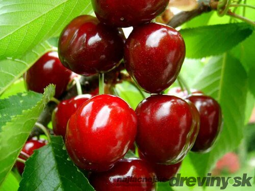 Čerešňa Burlat 140/180 cm už rodiaca v 5 l črepníku Prunus avium Burlat