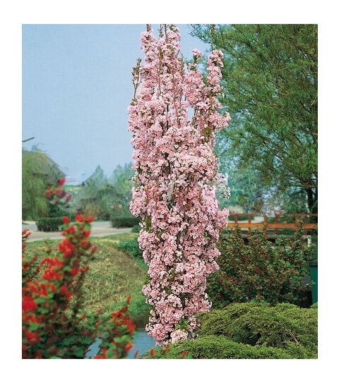 Čerešňa japonská Amanogawa stĺpovitá 160/180 cm, v črepníku Prunus serrulata amanogawa