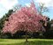 Čerešňa japonská Kanzan, na kmienku 180/200 + cm, v črepníku Prunus serrulata kanzan