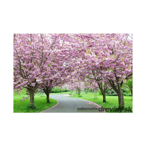 Čerešňa japonská Kanzan na kmienku 200/220 , obvod kmienka 10/12 cm, celková výška pri dodaní 300/350 cm, v črepníku Prunus serrulata Kanzan