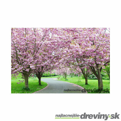 Čerešňa japonská Kanzan na kmienku 200/220, obvod kmienka 10/12 cm, celková výška pri dodaní 300/350 cm, v črepníku Prunus serrulata Kanzan