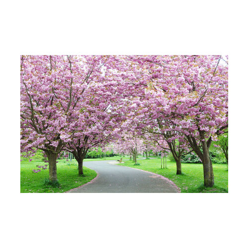 Čerešňa japonská Kanzan na kmienku 250 + cm, v črepníku 10l  Prunus serrulata kanzan