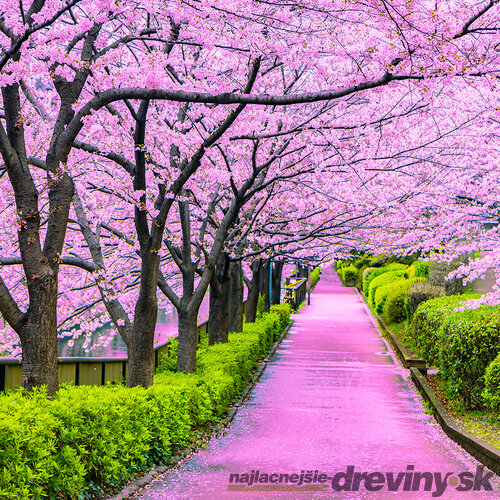 Čerešňa japonská Kiku Shidare (sakura) na kmienku 180/200, v črepníku Prunus serrulata Kiku Shidare Sakura