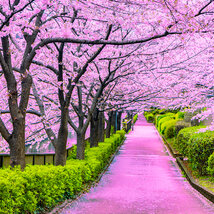 Čerešňa japonská Kiku Shidare (sakura) na kmienku 180/200, v črepníku Prunus serrulata Kiku Shidare Sakura