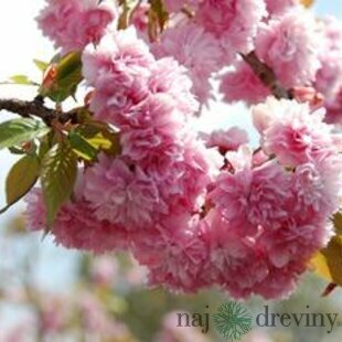 Čerešňa japonská Kiku Shidare (sakura) na kmienku 180/200, v črepníku Prunus serrulata Kiku Shidare Sakura