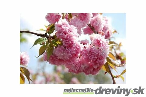 Čerešňa japonská Kiku Shidare (sakura) obvod 6/8 cm, výška 200/250 cm, v črepníku Prunus serrulata Kiku Shidare Sakura