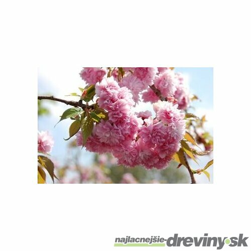 Čerešňa japonská Kiku Shidare (sakura) obvod 6/8 cm, výška 200/250 cm, v črepníku Prunus serrulata Kiku Shidare Sakura