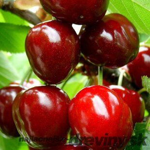 Čerešna Karešova - srdcovka, výška 120/160 cm, v črepniku 5l Prunus avium