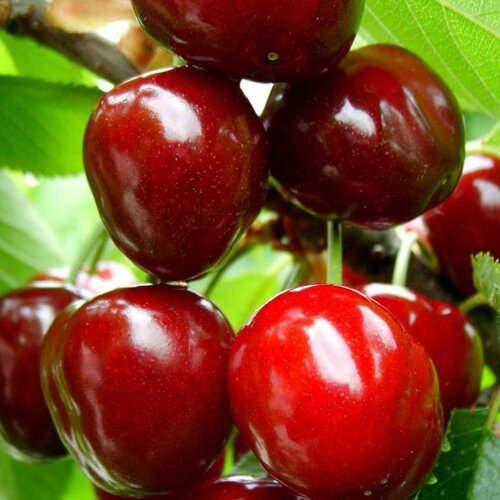 Čerešna Karešova - srdcovka, výška 120/160 cm, v črepniku 5l Prunus avium
