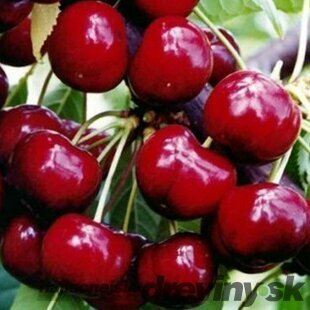 Čerešňa Lapnis 80/120 cm, v črepníku Prunus avium Korida