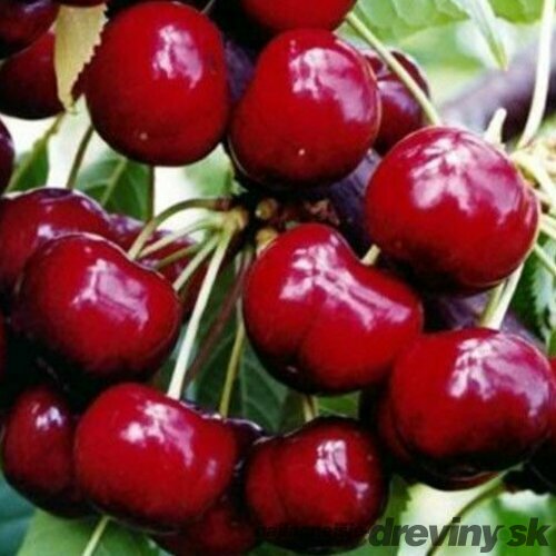 Čerešňa Lapnis 80/120 cm, v črepníku Prunus avium Korida