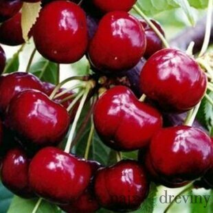 Čerešňa Lapnis 80/120 cm, v črepníku Prunus avium Korida
