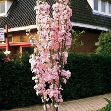 Čerešňa pílkatá Amanogawa, obvod kmienka 8/10 cm, celková výška pri dodaní 250/350 cm, v črepníku Prunus serrulata Amanogawa