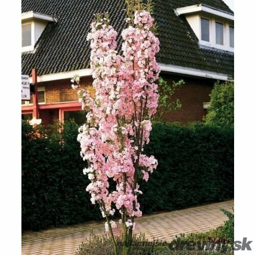 Čerešňa pílkatá Amanogawa, obvod kmienka 8/10 cm, celková výška pri dodaní 250/350 cm, v črepníku Prunus serrulata Amanogawa