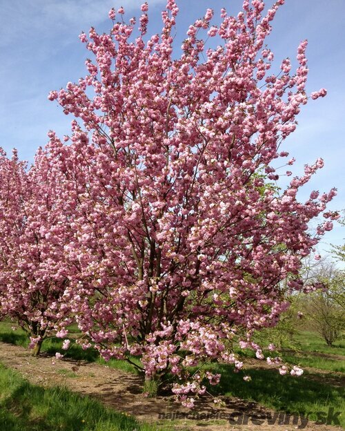 Čerešňa pílkatá Kanzan, 160/180 cm, v črepníku Prunus serrulata Kanzan