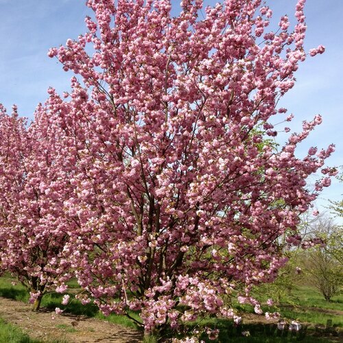 Čerešňa pílkatá Kanzan, 160/180 cm, v črepníku Prunus serrulata Kanzan