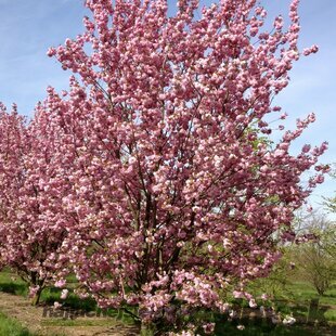 Čerešňa pílkatá Kanzan, 160/180 cm, v črepníku Prunus serrulata Kanzan