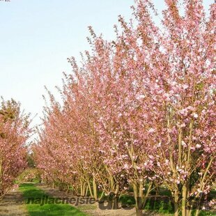 Čerešňa pílkatá Kanzan, viackmeň 200/250 cm, v črepníku Prunus serrulata Kanzan