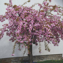Čerešňa pílkatá Kiku - shidare, na kmienku 140/150 cm, v črepníku Prunus serrulata Kiku Shidare Sakura