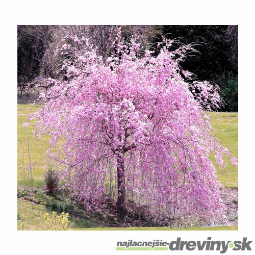 Čerešňa pílkatá Kiku - shidare, obvod kmienka 10/12 cm, celková výška pri dodaní 250/300 cm, v črepníku Prunus serrulata Kiku Shidare Sakura