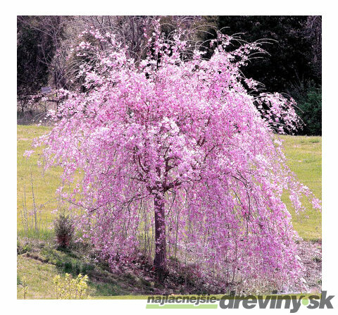 Čerešňa pílkatá Kiku - shidare, obvod kmienka 10/12 cm, celková výška pri dodaní 250/300 cm, v črepníku Prunus serrulata Kiku Shidare Sakura