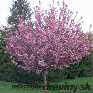 Čerešňa pílkatá Royal Burgundy, na kmienku 180/200 cm, v črepníku Prunus serrulata Royal Burgundy