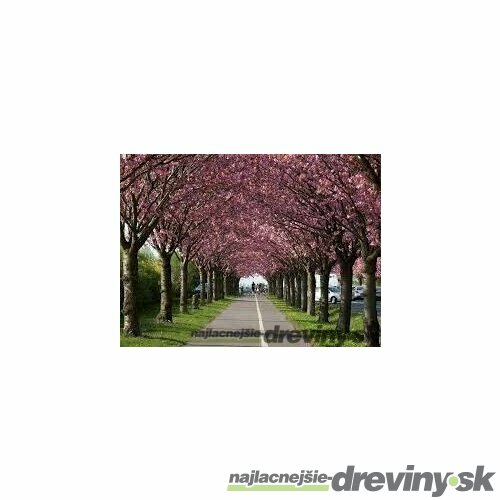 Čerešňa pílkatá Royal burgundy (sakura), výška 80/100 cm, v črepníku 5l Prunus serrulata Royal Burgundy