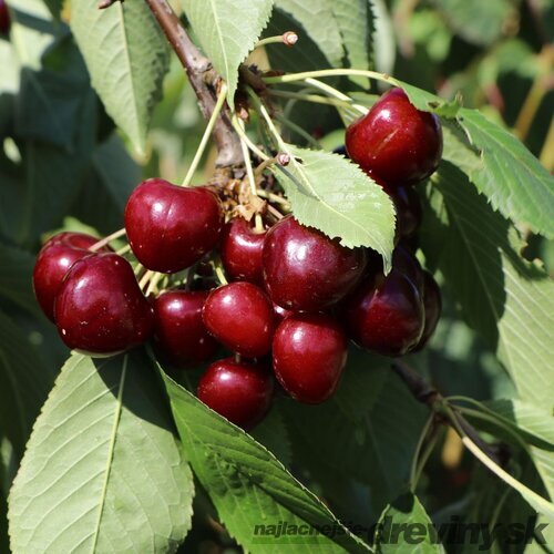 Čerešňa Regina, podpník Gisela 6, výška 140/180 cm, 1-ročná, voľnokorenná Prunus avium Regina