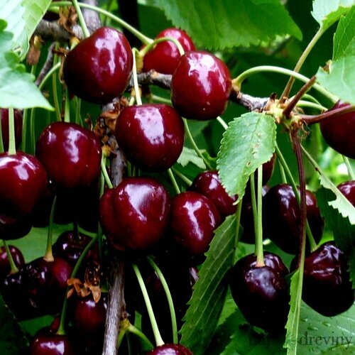 Čerešňa Rivan 140/180 cm už rodiaca v 5 l črepníku Prunus avium Rivan