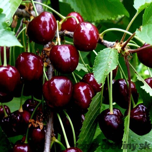 Čerešňa Rivan, výška 140/180 cm, 1-ročná, podpník Gisela 6, voľnokorenná Prunus avium Rivan