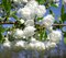 Čerešňa vtáčia Plena výška 180/200 cm, v črepníku Prunus avium Plena