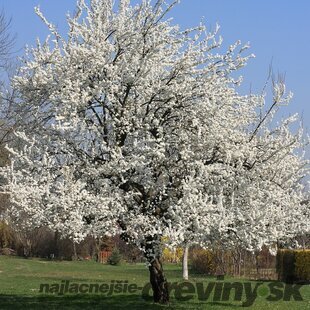 Čerešňa vtáčia, výška 180/200 cm, v črepníku 7.5l Prunus avium