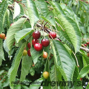 Čerešňa vtáčia, výška 50/80 cm, v črepníku 4l Prunus avium