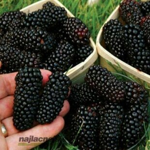 Černica beztŕňová Black Satin 40/60 cm, v črepníku Rubus fruticosus Black Satin