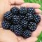Černica beztŕňová Thornfree, v črepníku Rubus Thornfree