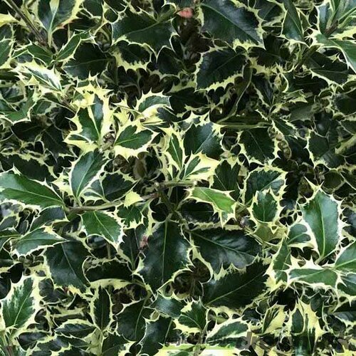 Cezmína ostrolistá Argentea Marginata na kmienku 70/80 cm, v črepníku 10l Ilex aquifolium ‘Argentea Marginata‘