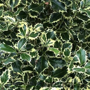 Cezmína ostrolistá Argentea Marginata na kmienku 70/80 cm, v črepníku 10l Ilex aquifolium ‘Argentea Marginata‘