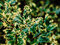 Cezmína ostrolistá Ferox Argentea 15/20 cm, v črepníku Ilex aquifolium Ferox Argentea