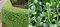 Cezmína vrúbkovaná Luxus Hedge (ideálny živý plot) 20/25 cm, v črepníku Ilex crenata Green Glory