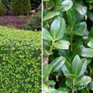 Cezmína vrúbkovaná Luxus Hedge (ideálny živý plot) 20/25 cm, v črepníku Ilex crenata Green Glory