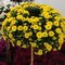 Chryzantéma na kmienku 60/65 cm v črepníku Chrysanthemum