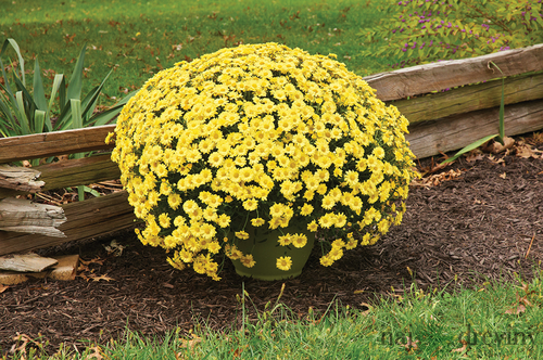 Chryzantéma žltá v črepníku, 40/45 cm Chrysanthemum