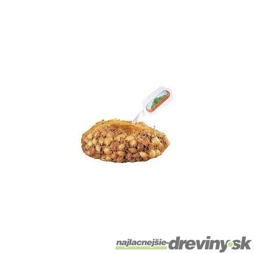 Cibuľa sadzačka HERCULES 500g, 8-16mm