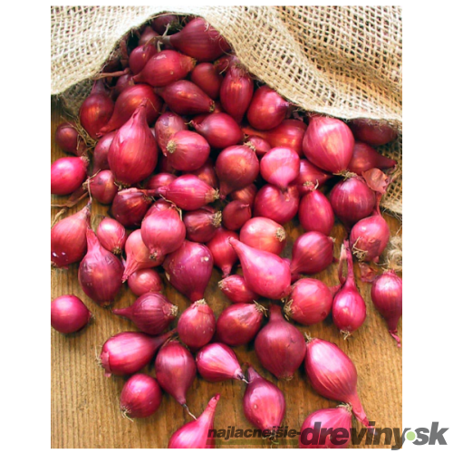 Cibuľa sadzačka KARMEN 250g, 8-16mm