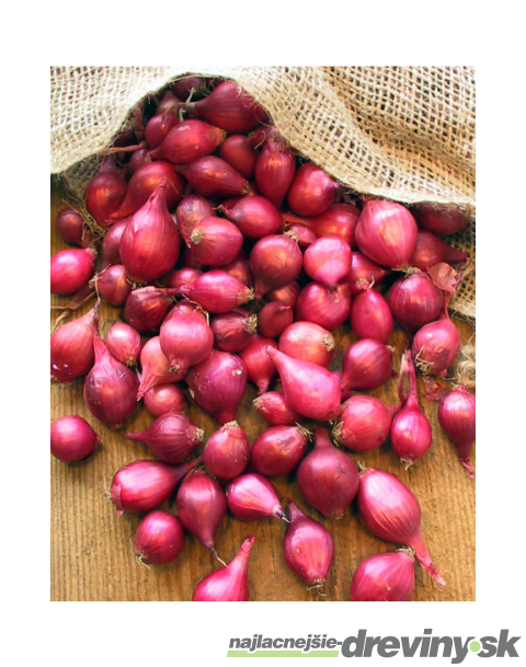 Cibuľa sadzačka KARMEN 250g, 8-16mm