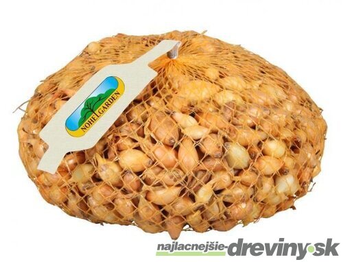 Cibuľa sadzačka VŠETANA 500g, 8-16mm