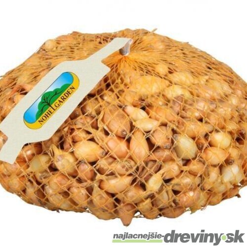 Cibuľa sadzačka VŠETANA 500g, 8-16mm