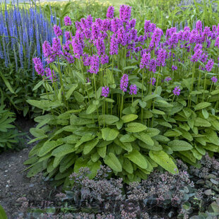 Čistec Hummelo, výška 20/30 cm, v črepníku Stachys monieri Hummelo