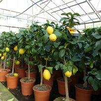 Citrón - citrónovník, už rodiaci, štepený, na kmienku 100/120 cm, v črepníku 3l Citrus limon